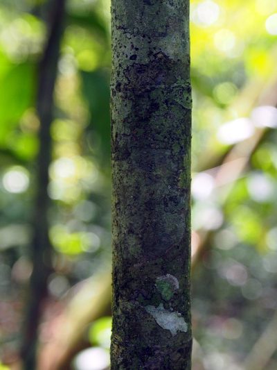 Meliosma glabrata, photographed by Lena Struwe
