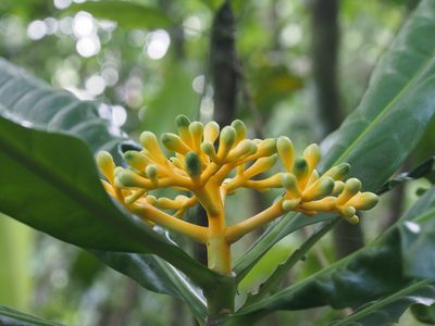 Potalia turbinata, photographed by Lena Struwe
