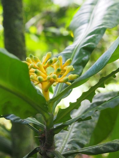 Potalia turbinata, photographed by Lena Struwe