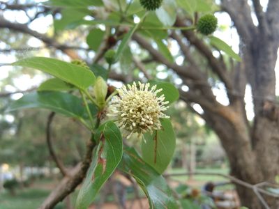 Mitragyna parvifolia, photographed by Ajit Ampalakkad