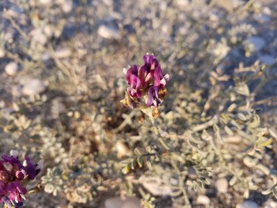 Astragalus magdalenae, photographed by Kevin Keegan