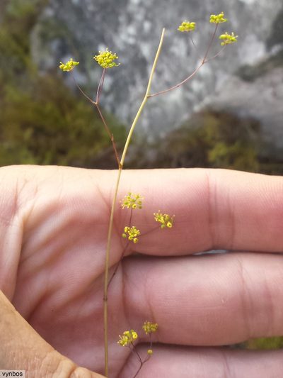 Chamarea capensis, photographed by Chris Vynbos