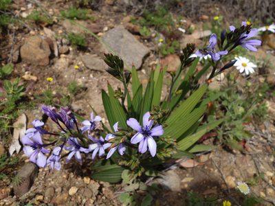 Babiana fragrans, photographed by Tammy