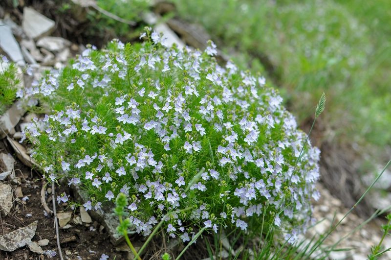 Veronica filifolia, photographed by Татьяна Прозорова