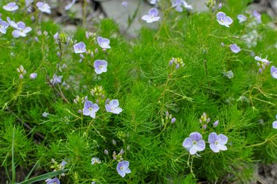 Veronica filifolia, photographed by Татьяна Прозорова