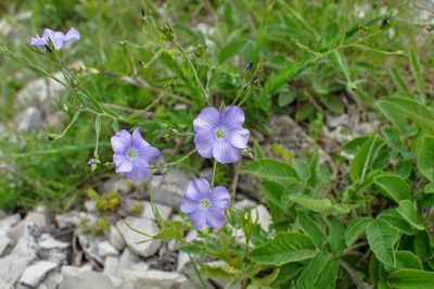 Linum nervosum, photographed by Татьяна Прозорова