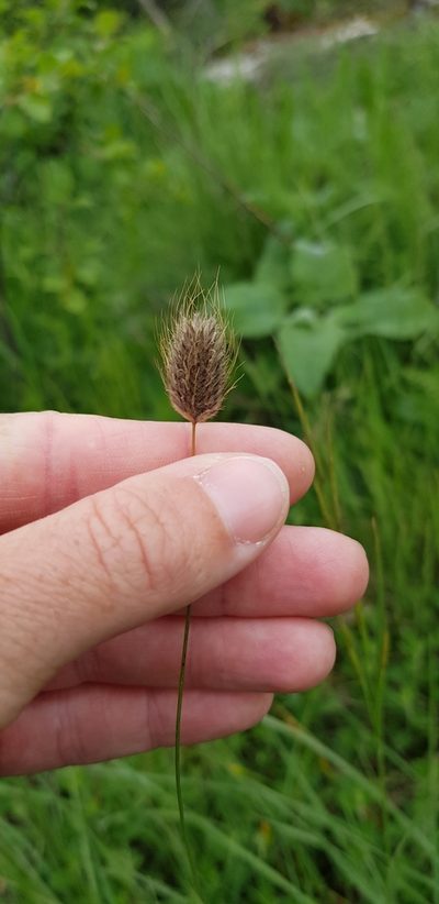 Alopecurus vaginatus, photographed by Татьяна Прозорова