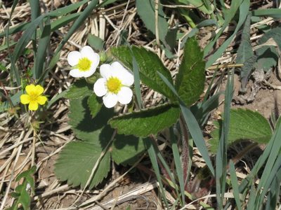 Fragaria orientalis, photographed by Repina Tatyana