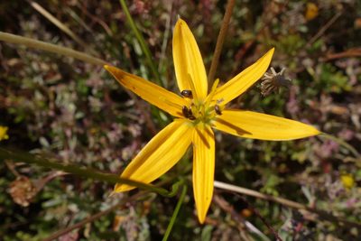 Pauridia linearis, photographed by Tammy