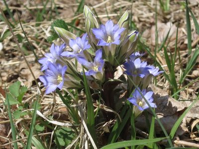 Gentiana zollingeri, photographed by Repina Tatyana