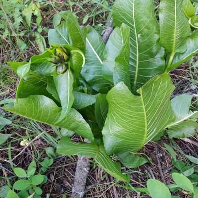 Wyethia amplexicaulis, photographed by Diane Leeper