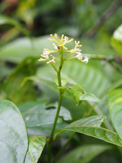 Palicourea acuminata, photographed by Lena Struwe