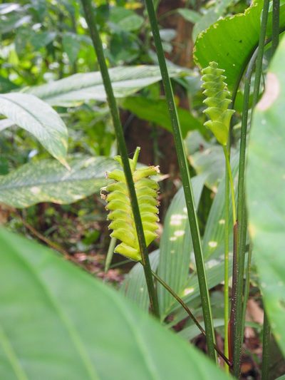 Calathea lasiostachya, photographed by Lena Struwe