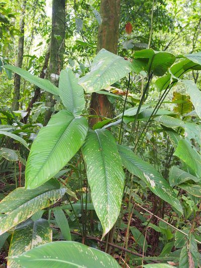 Calathea lasiostachya, photographed by Lena Struwe