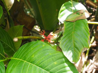 Palicourea guianensis, photographed by Lena Struwe