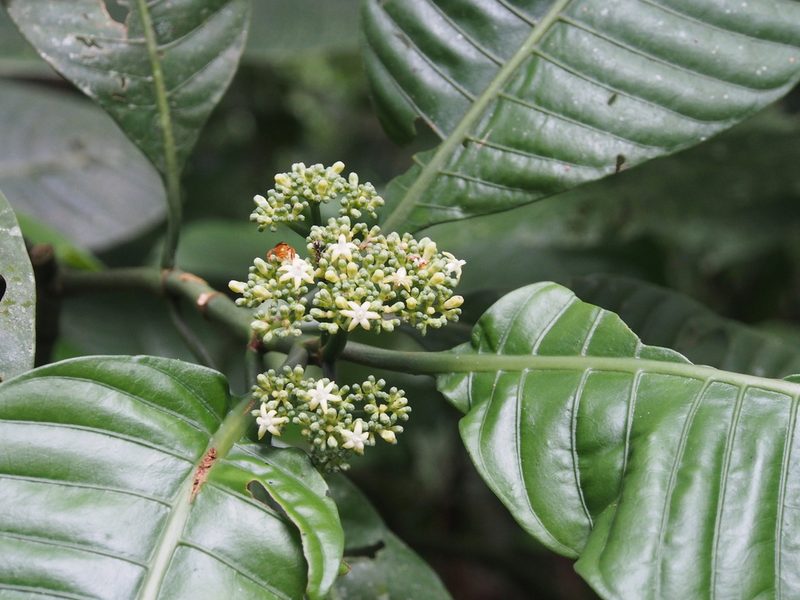 Psychotria limonensis, photographed by Lena Struwe