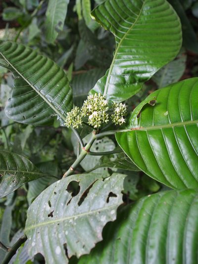 Psychotria limonensis, photographed by Lena Struwe