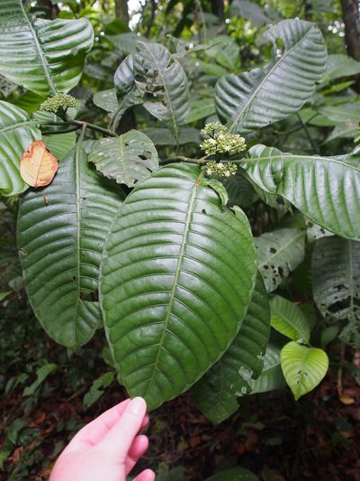 Psychotria limonensis, photographed by Lena Struwe