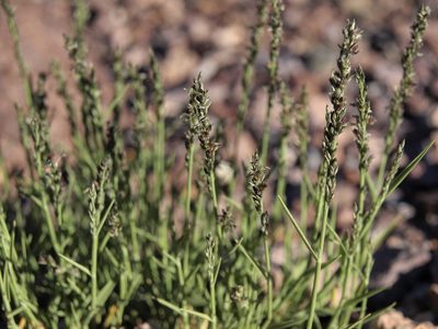 Muhlenbergia richardsonis, photographed by Jim Morefield