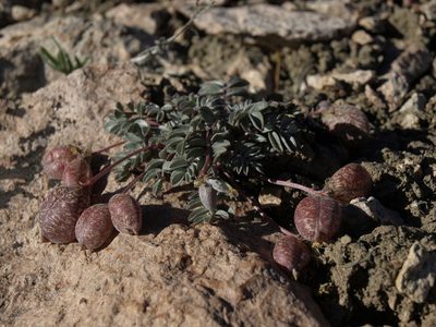 Astragalus platytropis, photographed by Jim Morefield
