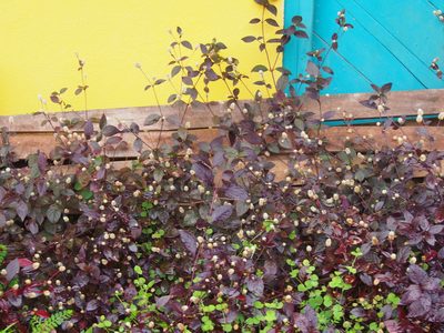 Alternanthera brasiliana, photographed by Lena Struwe