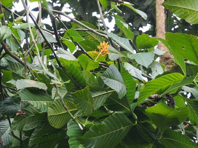 Palicourea guianensis, photographed by Lena Struwe