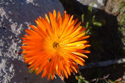 Lampranthus aureus, photographed by Tammy