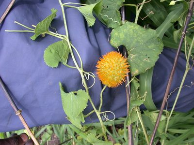 Momordica foetida, photographed by timharris