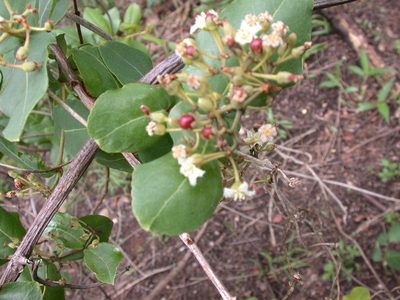 Psorospermum febrifugum, photographed by timharris