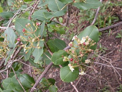 Psorospermum febrifugum, photographed by timharris