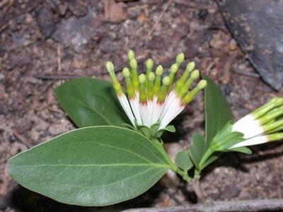 Agelanthus subulatus, photographed by timharris