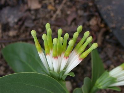 Agelanthus subulatus, photographed by timharris