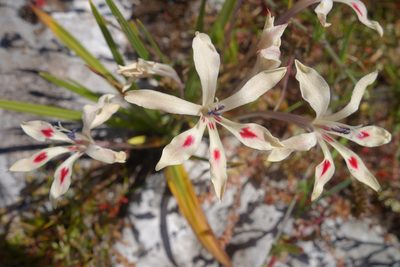 Babiana tubulosa, photographed by Tammy