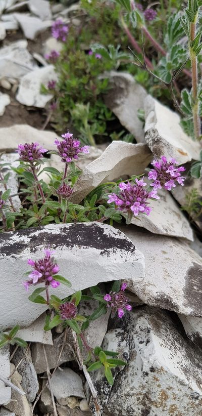 Thymus markhotensis, photographed by Татьяна Прозорова