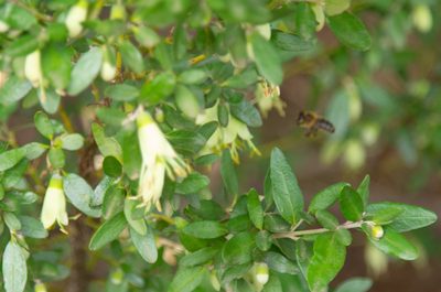 Correa glabra, photographed by Terra Occ