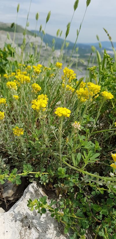 Alyssum trichostachyum, photographed by Татьяна Прозорова