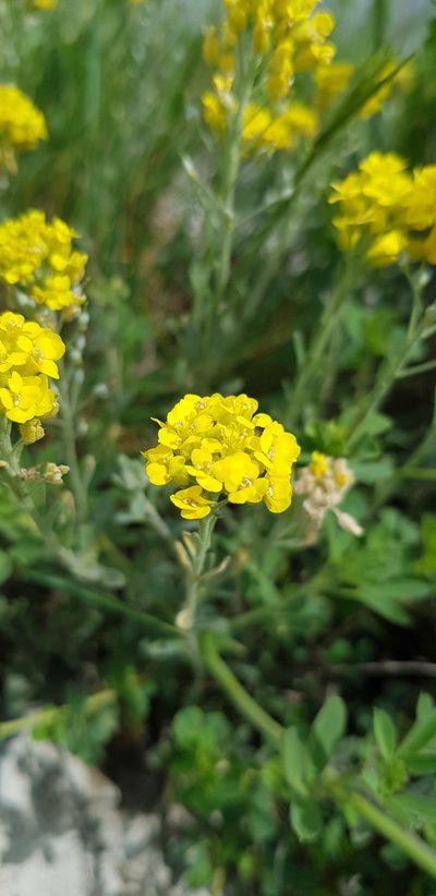 Alyssum trichostachyum, photographed by Татьяна Прозорова