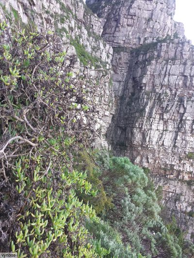 Scopelogena verruculata, photographed by Chris Vynbos