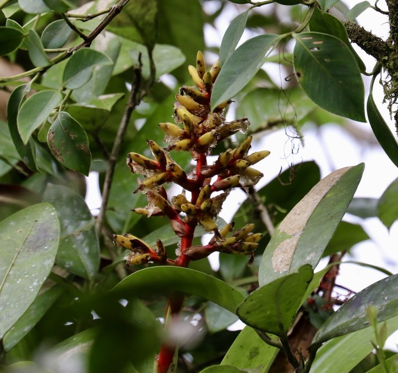 Guzmania scherzeriana, photographed by Aitor