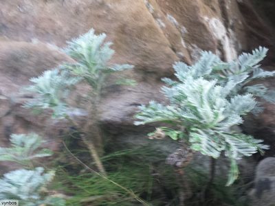 Euryops pectinatus, photographed by Chris Vynbos