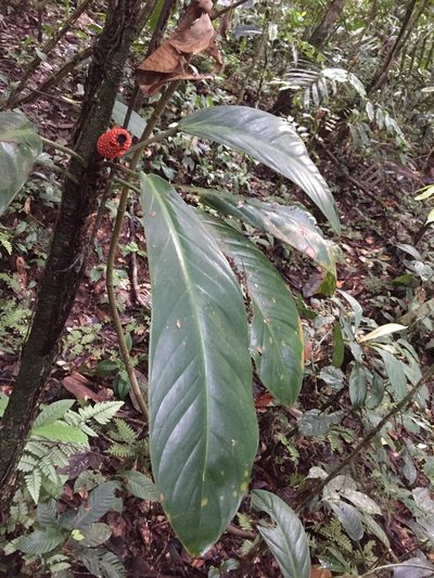 Philodendron wittianum, photographed by Diego F. Cisneros-Heredia