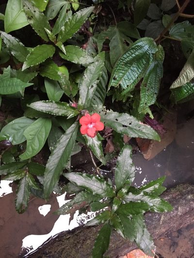 Nautilocalyx erytranthus, photographed by Diego F. Cisneros-Heredia