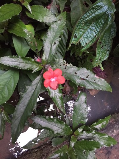 Nautilocalyx erytranthus, photographed by Diego F. Cisneros-Heredia