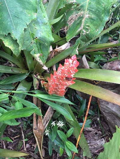 Aechmea hoppii, photographed by Diego F. Cisneros-Heredia