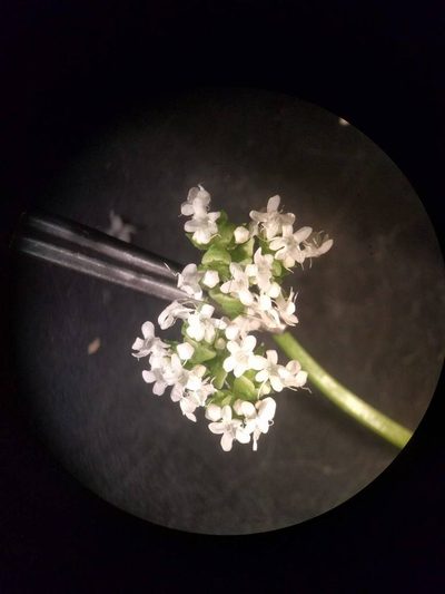 Valeriana umbilicata, photographed by Kevin Faccenda