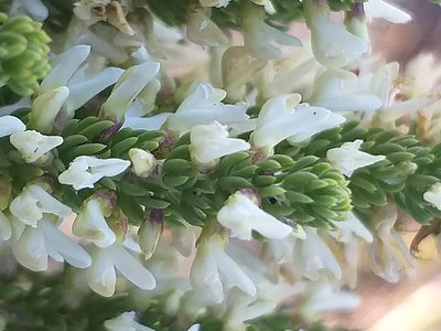 Aspalathus albomagnifica, photographed by kevin koen