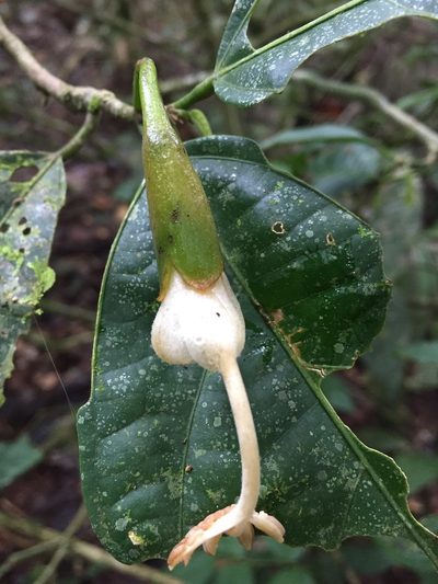 Matisia oblongifolia, photographed by Diego F. Cisneros-Heredia