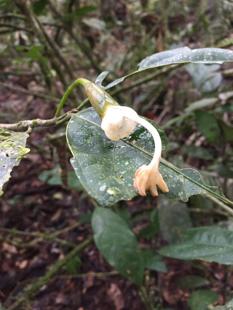Matisia oblongifolia, photographed by Diego F. Cisneros-Heredia