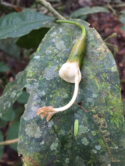 Matisia oblongifolia, photographed by Diego F. Cisneros-Heredia