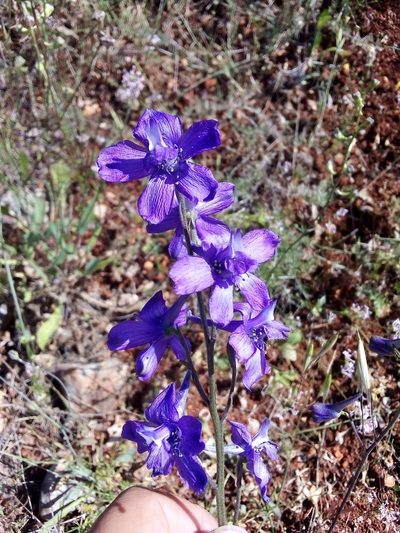 Delphinium pentagynum, photographed by Ivo Rosa